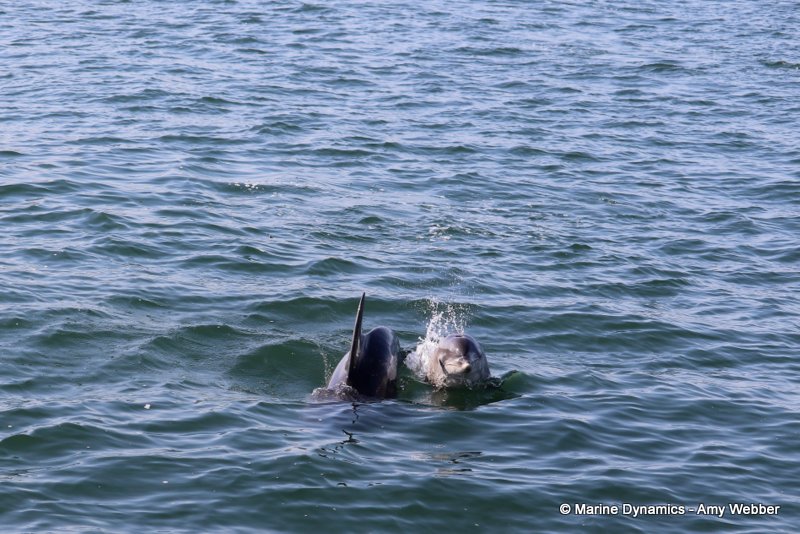 Bottlenose dolphins, South Africa